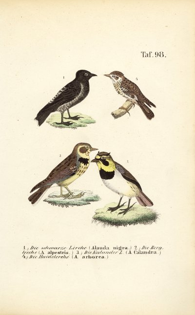 Verschiedene Arten von Lerchen von J. W. Tenhaeff