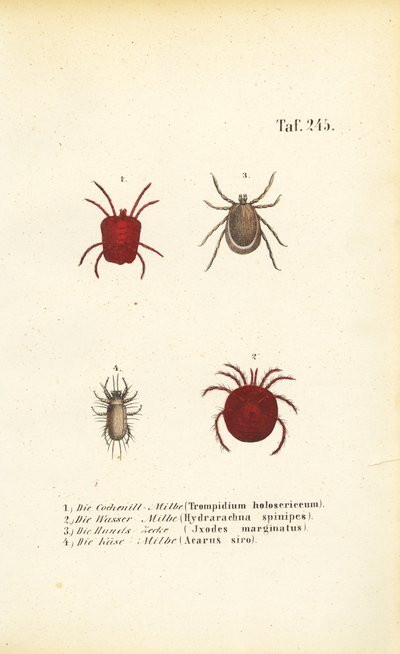 Verschiedene Arten von Milben und Zecken von J. W. Tenhaeff