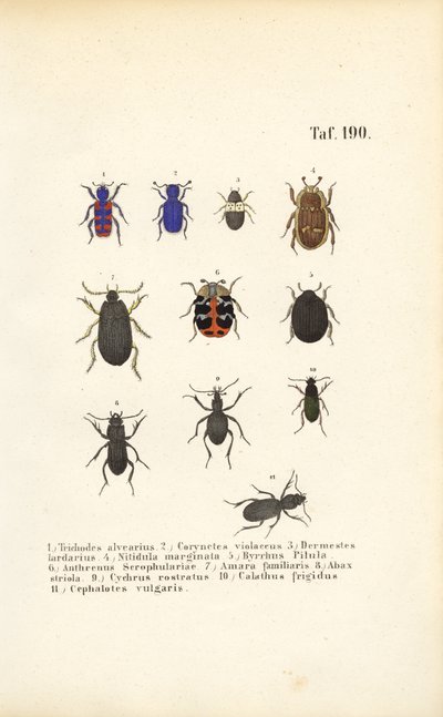Vielfalt europäischer Käferarten von J. W. Tenhaeff