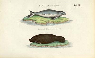 Dugong und Seekuh von J. W. Tenhaeff