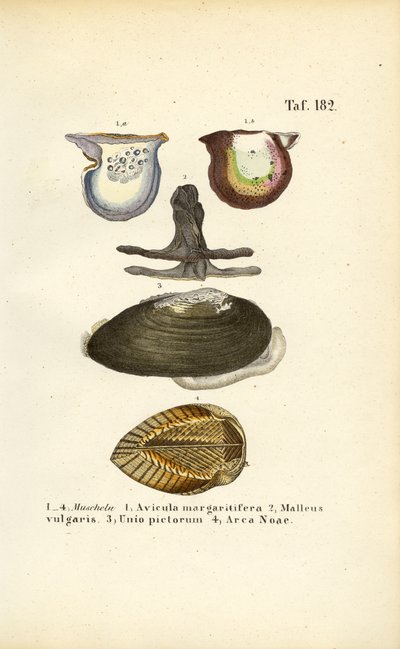 Wirtschaftlich wichtige Muschelarten von J. W. Tenhaeff