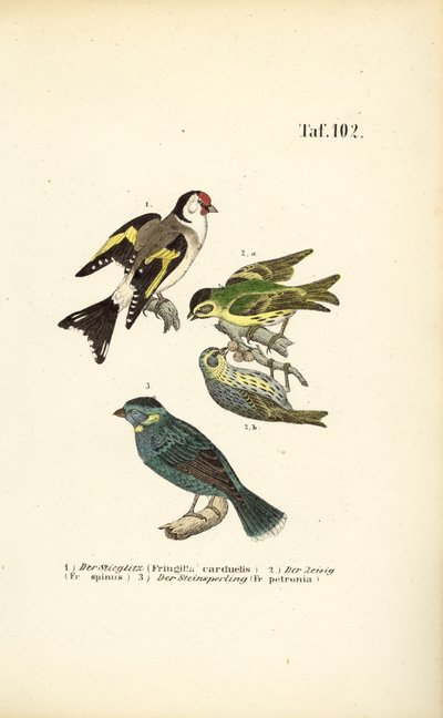 Stieglitz, Erlenzeisig und Felsensperling von J. W. Tenhaeff