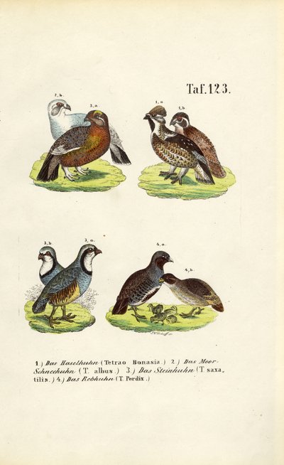 Europäische Raufußhühner und Rebhühner von J. W. Tenhaeff