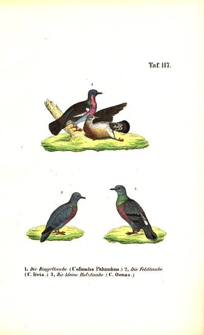Europäische Wildtauben von J. W. Tenhaeff