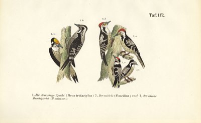 Europäische Spechtarten von J. W. Tenhaeff