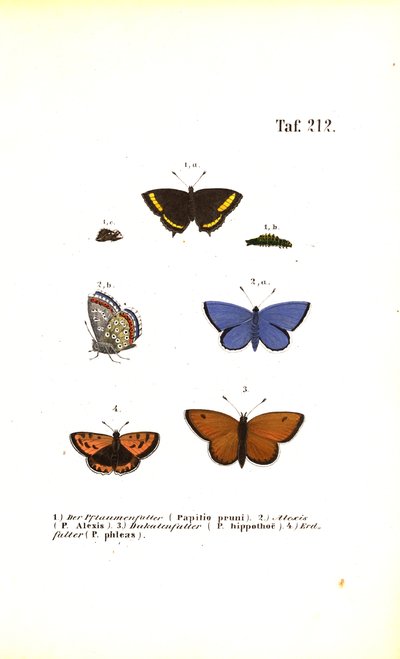 Europäische Schmetterlingsarten von J. W. Tenhaeff