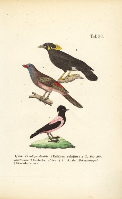 Exotische Singvögel aus Afrika und Asien von J. W. Tenhaeff