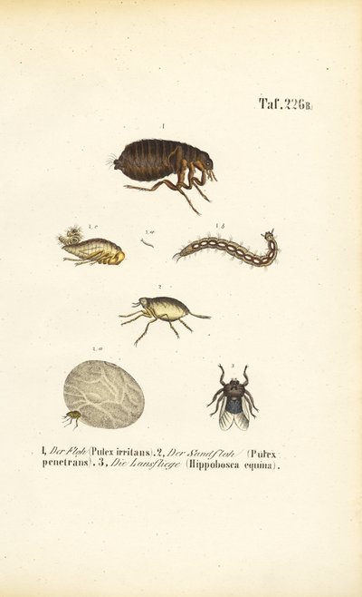 Floh, Sandfloh und Pferdefliege mit Entwicklungsstadien von J. W. Tenhaeff