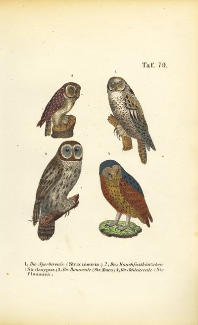 Vier europäische Eulenarten von J. W. Tenhaeff
