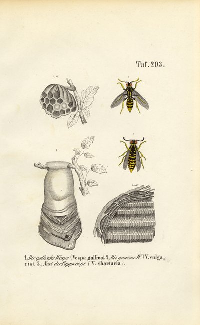 Französische Wespe, Gemeine Wespe und Papierwespennest von J. W. Tenhaeff