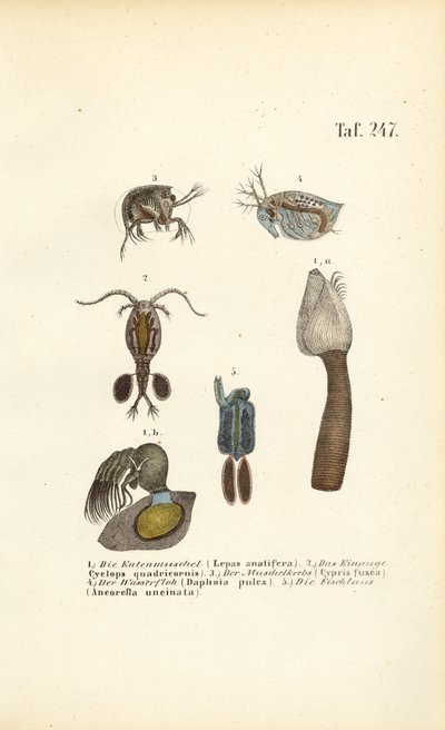Süßwasser-Krustentiere und schalenbildende Mikroorganismen von J. W. Tenhaeff