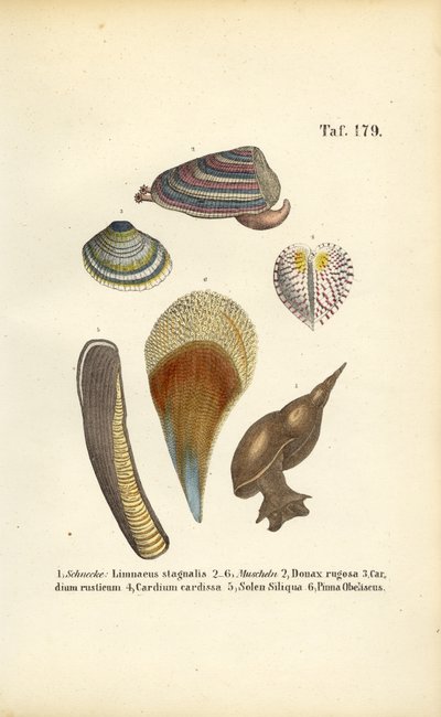 Süßwasserschnecken und Meeresmuscheln von J. W. Tenhaeff