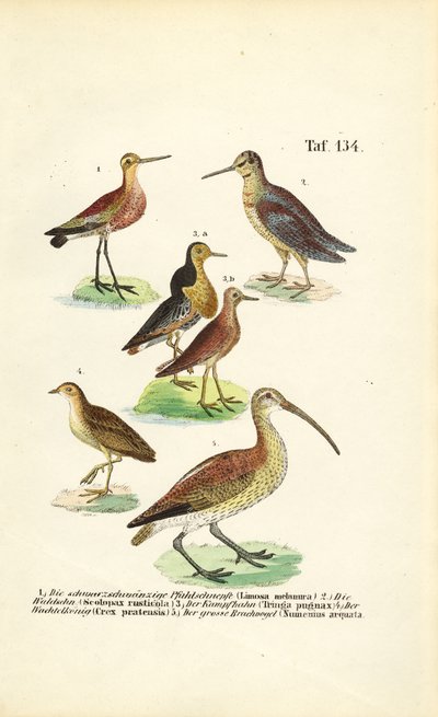 Uferschnepfen, Kampfläufer und Brachvögel von J. W. Tenhaeff