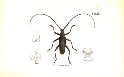 Großer Eichenbockkäfer von J. W. Tenhaeff