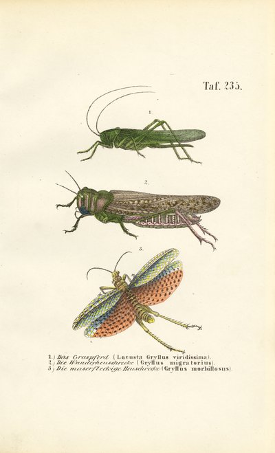 Großes Grünes Heupferd, Wanderheuschrecke und Rotflügelige Heuschrecke von J. W. Tenhaeff