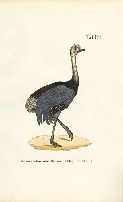 Großer Nandu von J. W. Tenhaeff