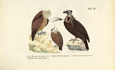 Gänsegeier und Mönchsgeier von J. W. Tenhaeff