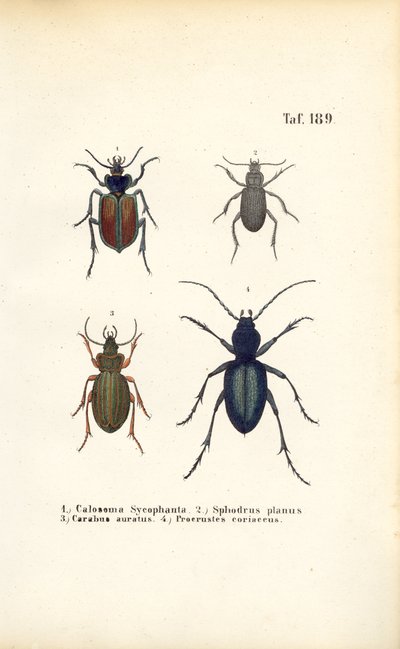 Laufkäfer der Familien Carabidae und Platyninae von J. W. Tenhaeff