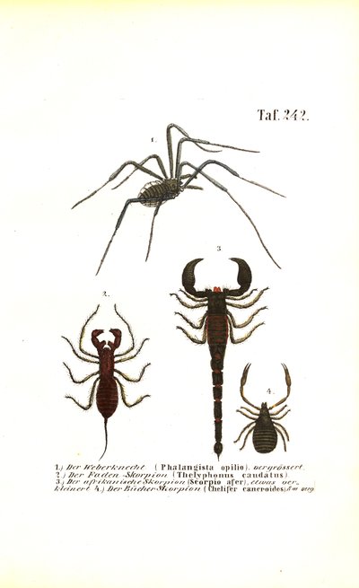 Weberknecht und Skorpione von J. W. Tenhaeff