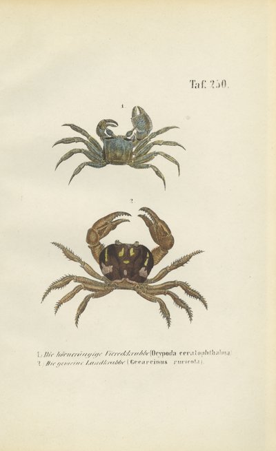 Hornaugen-Geisterkrabbe und Landkrabbe von J. W. Tenhaeff