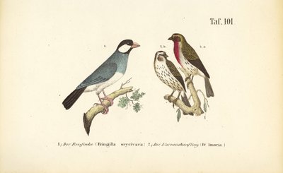 Java-Sperling und Karmingimpel von J. W. Tenhaeff
