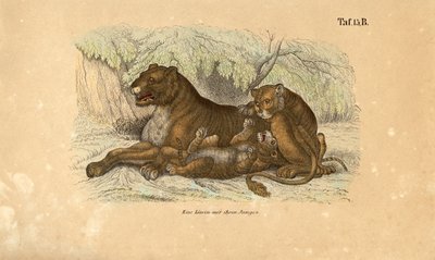 Löwin mit ihren Jungen von J. W. Tenhaeff
