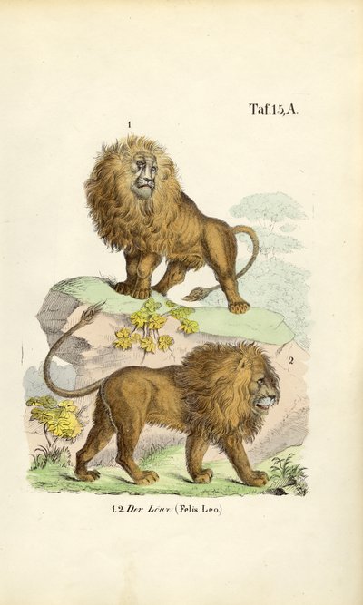 Löwen in verschiedenen Posen von J. W. Tenhaeff