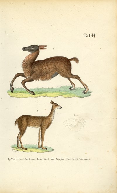 Lama und Vikunja von J. W. Tenhaeff