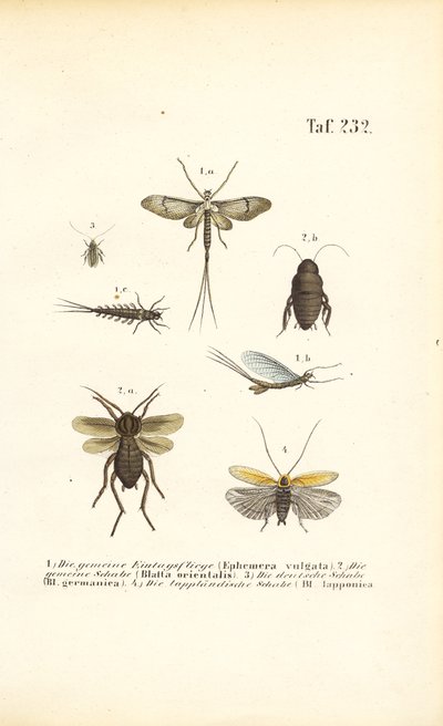 Eintagsfliegen und Kakerlaken von J. W. Tenhaeff