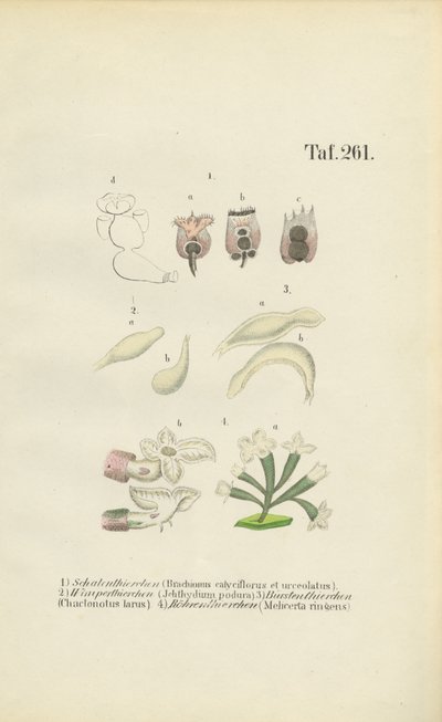 Mikroskopische Rädertierchen: Brachionus, Ichthyidium, Chaetonotus und Melicerta von J. W. Tenhaeff