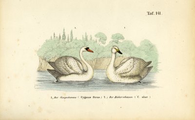 Höckerschwan und Singschwan von J. W. Tenhaeff