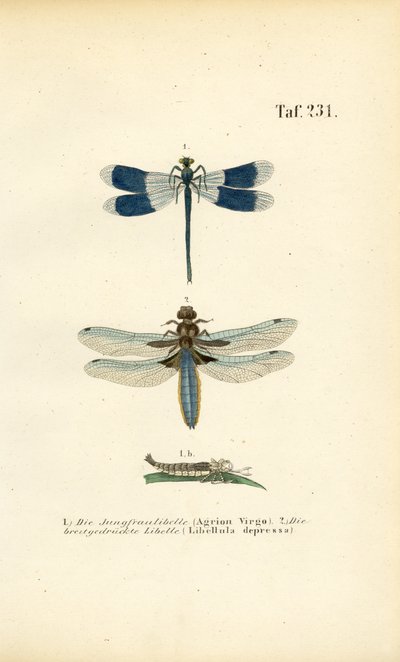 Einheimische Libellenarten mit Larvenentwicklung von J. W. Tenhaeff