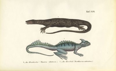 Nilwaran und Helmbasilisk von J. W. Tenhaeff
