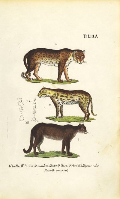 Panther, Jaguar und Puma von J. W. Tenhaeff