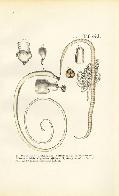 Parasitische Würmer und ihre Entwicklungsstadien von J. W. Tenhaeff