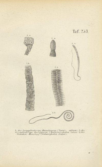 Parasitische Würmer des Menschen von J. W. Tenhaeff