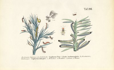 Kiefernschwebfliegenlarven und ihre Entwicklung von J. W. Tenhaeff