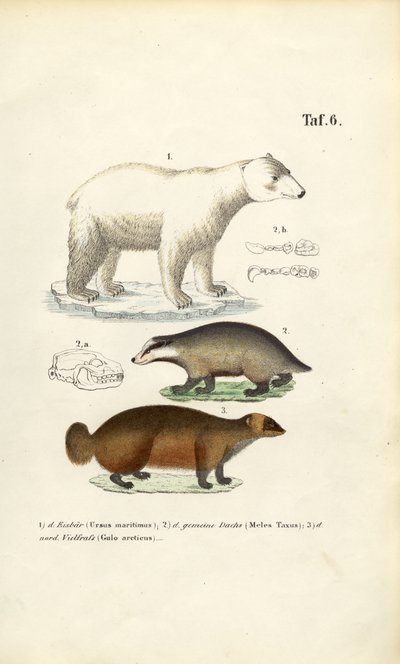 Eisbär, Dachs und Vielfraß mit anatomischen Details von J. W. Tenhaeff