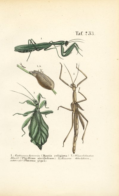 Gottesanbeterinnen und Stabheuschrecken von J. W. Tenhaeff