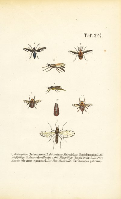Räuberische und parasitäre Fliegenarten von J. W. Tenhaeff