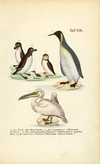 Tordalk, Papageitaucher, Königspinguin und Pelikan von J. W. Tenhaeff