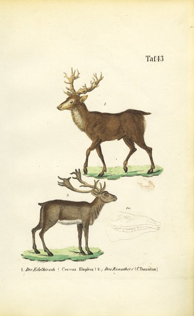 Rothirsch und Rentier von J. W. Tenhaeff