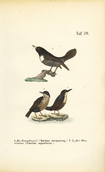 Ringdrossel und Wasseramsel von J. W. Tenhaeff