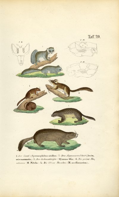 Nagetiere aus der Familie der Eichhörnchen und Bilche von J. W. Tenhaeff