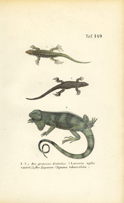 Sand-Eidechsen und Grüne Leguane von J. W. Tenhaeff