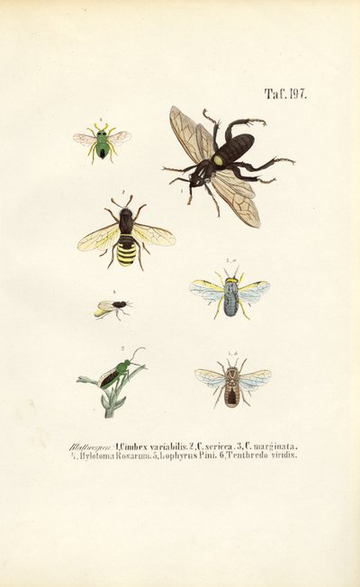 Sägewespen und ihre Arten von J. W. Tenhaeff