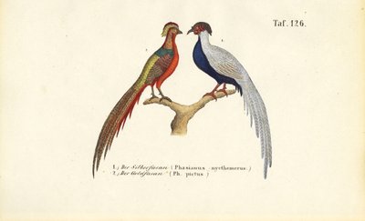 Silberfasan und Goldfasan von J. W. Tenhaeff