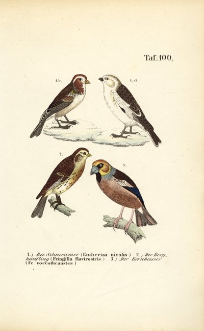 Schneeammer, Berghänfling und Kernbeißer von J. W. Tenhaeff