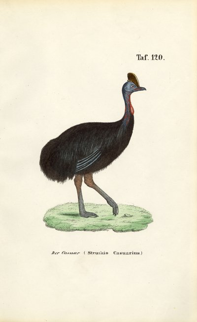 Südlicher Kasuar von J. W. Tenhaeff