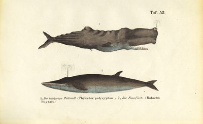 Pottwal und Finnwal von J. W. Tenhaeff